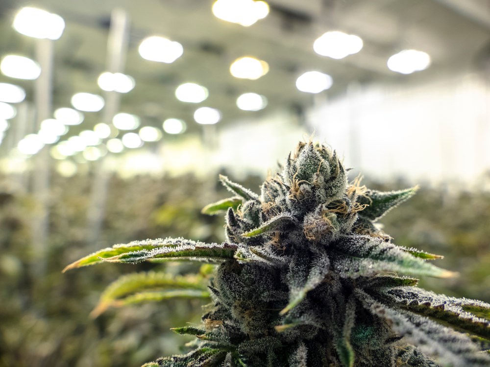 Green Growth Brands raises $45M, closes Nevada cultivation acquisition