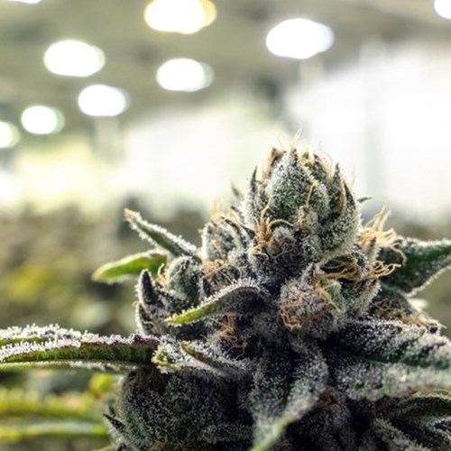 Investing in Ohio’s medical marijuana industry